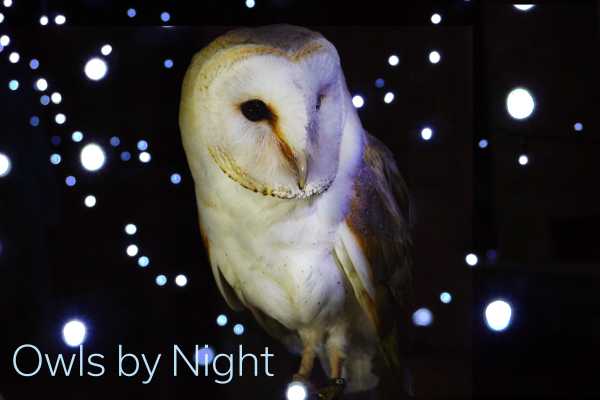 Owls By Night